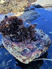 Chondrus crispus