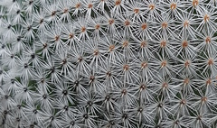 Mammillaria supertexta