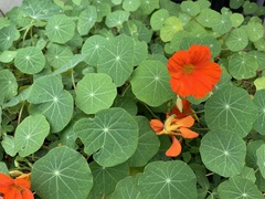 Tropaeolum majus