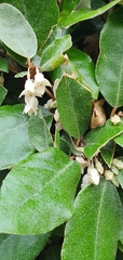 Elaeagnus pungens