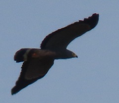 Polyboroides typus typus