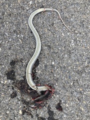 Malpolon monspessulanus