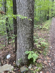 Quercus alba