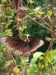 Papilio clytia clytia