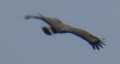 Polyboroides typus typus