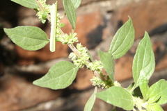 Parietaria judaica