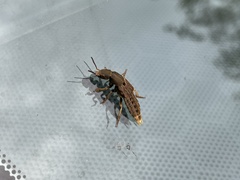 Platydracus maculosus