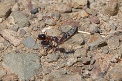 Formica subpolita