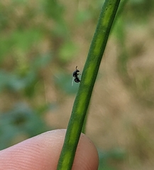 Cynipoidea