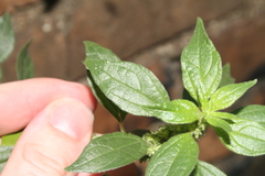 Parietaria judaica