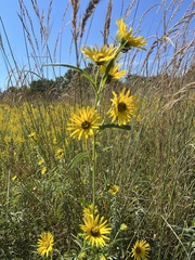 Helianthus maximiliani