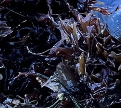 Chondrus crispus