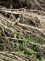 Spizella passerina