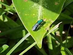 Temnosoma