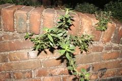 Parietaria judaica