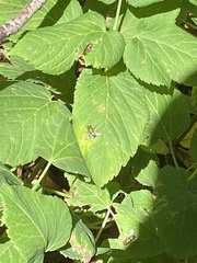 Lucilia