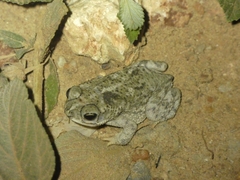 Rhinella major
