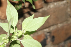 Parietaria judaica