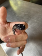 Plethodon cylindraceus