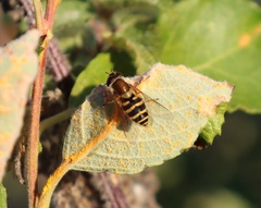 Syrphus torvus