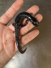 Plethodon cylindraceus