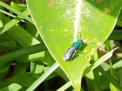 Temnosoma
