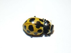 Ceratomegilla notata