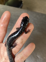 Plethodon cylindraceus