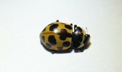 Ceratomegilla notata