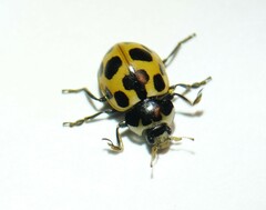 Ceratomegilla notata