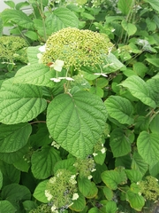 Hydrangea arborescens