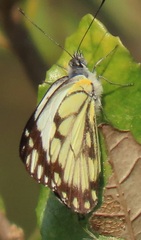 Belenois creona severina