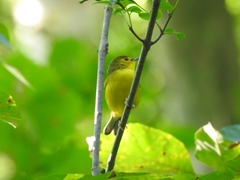 Setophaga citrina