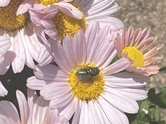 Lucilia coeruleiviridis