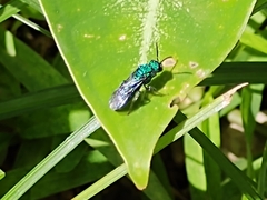 Temnosoma