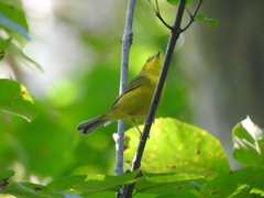 Setophaga citrina
