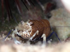 Gnathophyllum elegans