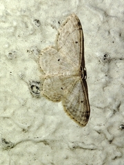 Idaea biselata