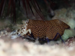 Gnathophyllum elegans