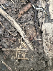 Dysdera crocata