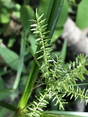 Cyperus