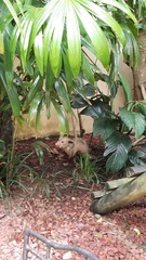 Didelphis marsupialis