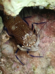 Gnathophyllum elegans