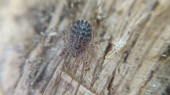 Homalenotus quadridentatus