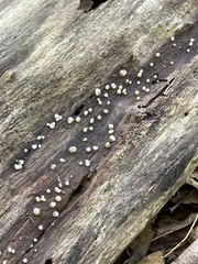 Helicogloea compressa