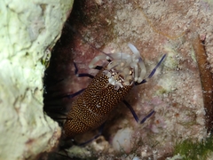 Gnathophyllum elegans