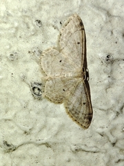 Idaea biselata