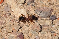 Formica subpolita