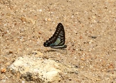 Graphium evemon eventus