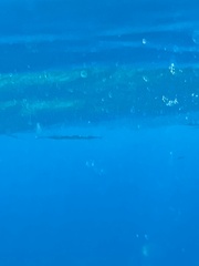 Platybelone argalus